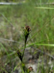 Liatris tenuis