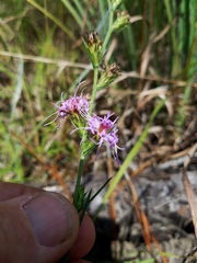 Liatris tenuis