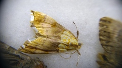 Agrotera nemoralis