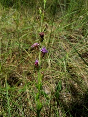 Liatris tenuis