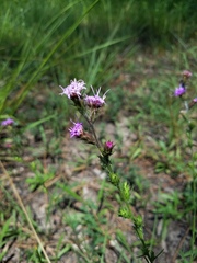 Liatris tenuis