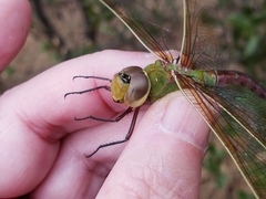 Anax junius
