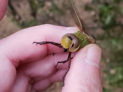 Anax junius