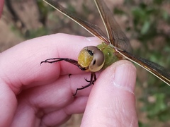Anax junius