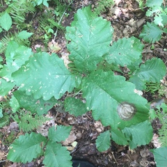 Cristulariella