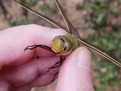 Anax junius