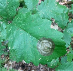 Cristulariella