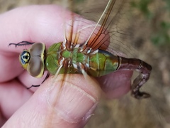 Anax junius