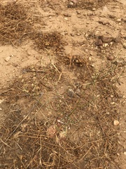 Eriogonum gracile gracile