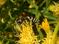 Steniolia obliqua