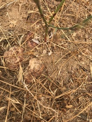 Eriogonum gracile gracile