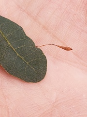 Andricus pedicellatus