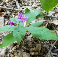 Vernonia flaccidifolia