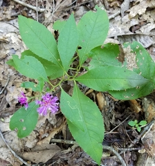 Vernonia flaccidifolia