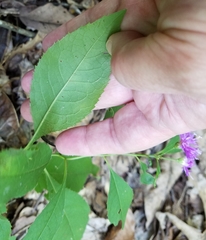 Vernonia flaccidifolia