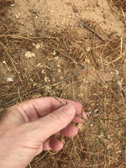 Eriogonum gracile gracile