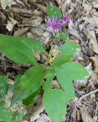 Vernonia flaccidifolia