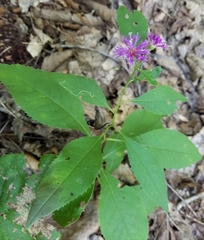 Vernonia flaccidifolia