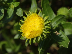 Grindelia inornata