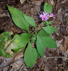 Vernonia flaccidifolia
