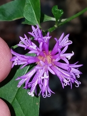 Vernonia flaccidifolia