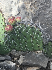 Opuntia stenopetala