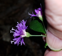 Vernonia flaccidifolia
