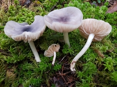 Entoloma indigoferum