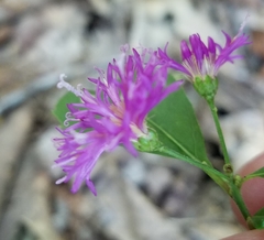 Vernonia flaccidifolia