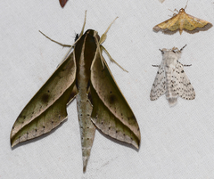 Xylophanes amadis