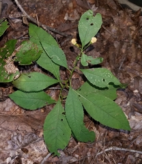 Vernonia flaccidifolia