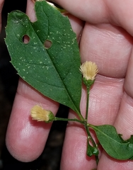 Vernonia flaccidifolia