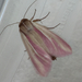 Pink Streak Moth - Photo (c) smwhite, some rights reserved (CC BY-NC), uploaded by smwhite