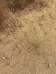 Eriogonum gracile gracile