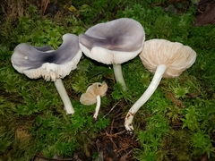 Entoloma indigoferum