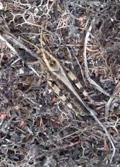 Calliptamus madeirae