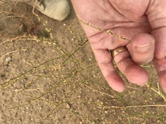 Eriogonum gracile gracile