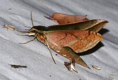 Xylophanes amadis