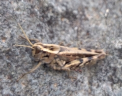 Calliptamus madeirae