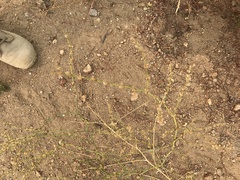 Eriogonum gracile gracile