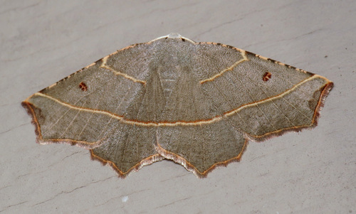 Pale Metanema Moth