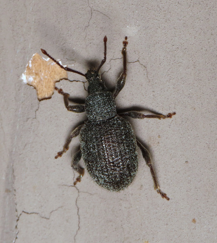 Rough strawberry root weevil photo 4