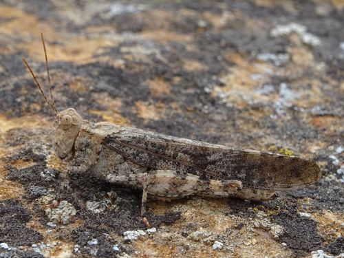 Pine Bluffs Grasshopper