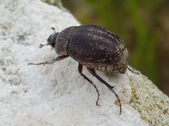 Phyllophaga lanceolata