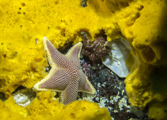 Odontaster penicillatus