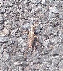 Antaxius spinibrachius