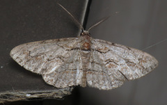 Iridopsis vellivolata