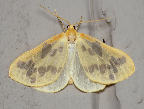 Beggar Moth photo 4