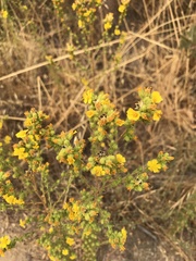 Deinandra mohavensis