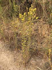 Deinandra mohavensis
